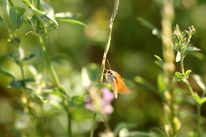 Thymelicus sylvestris (Hesperiidae)? S